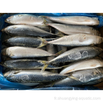 Frozen Pacific Maquerel 300 500 Produit de fruits de mer Poisson